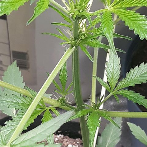 Laura growlog timeline photo