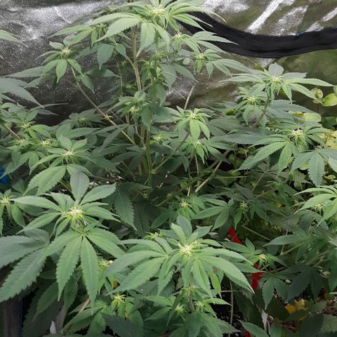 Laura growlog timeline photo