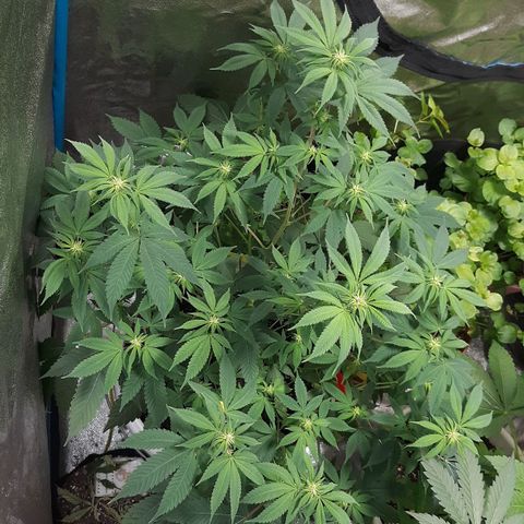 Laura growlog timeline photo