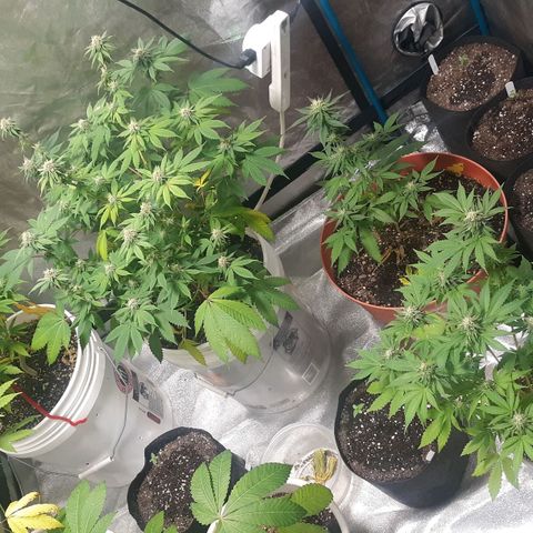 Laura growlog timeline photo