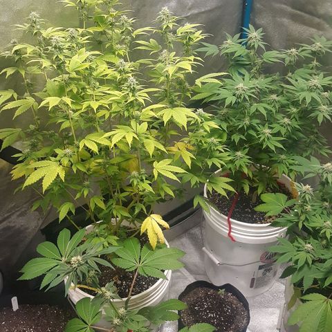 Laura growlog timeline photo
