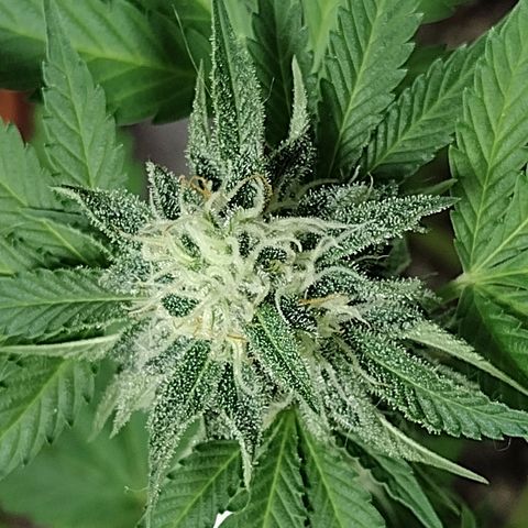 Laura growlog timeline photo