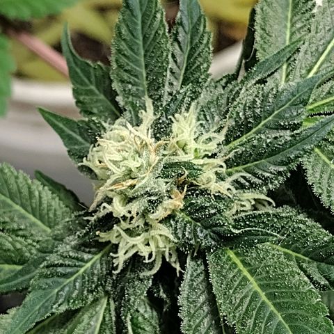 Laura growlog timeline photo