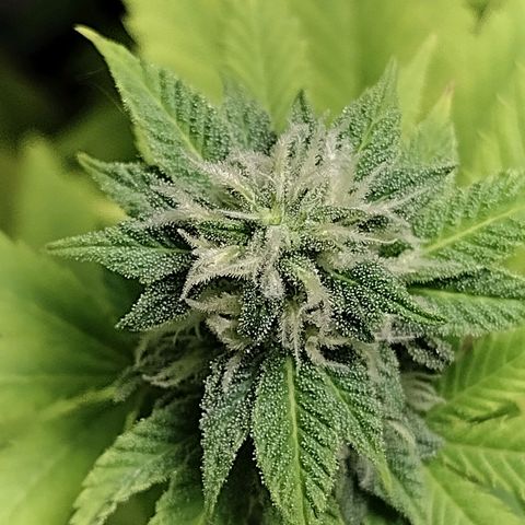 Laura growlog timeline photo