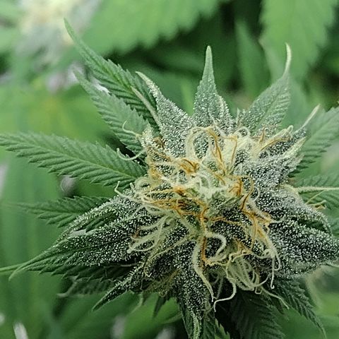 Laura growlog timeline photo