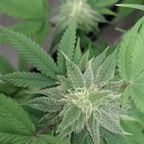 Laura growlog timeline photo