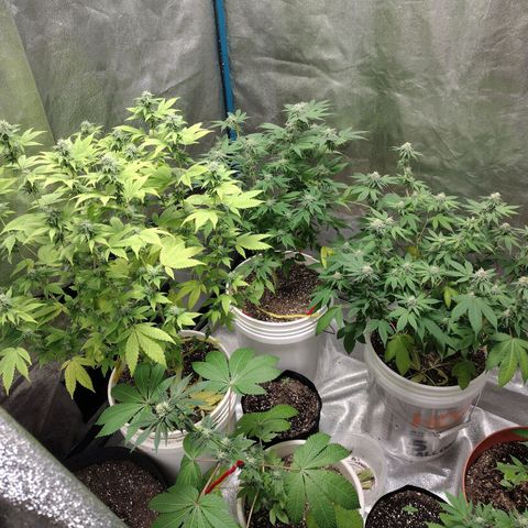 Laura growlog timeline photo