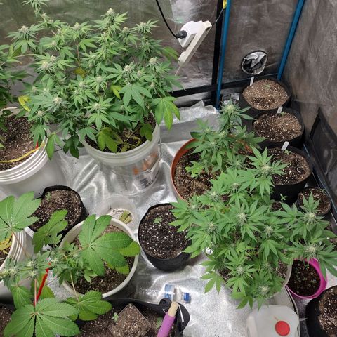 Laura growlog timeline photo