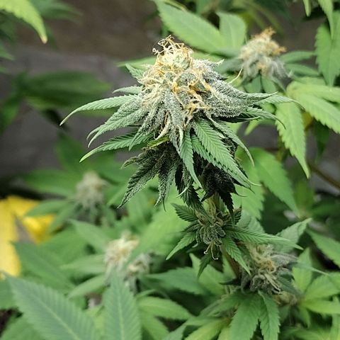 Laura growlog timeline photo