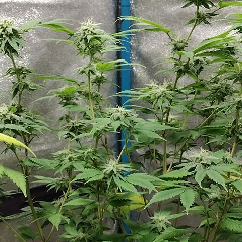 Laura growlog timeline photo