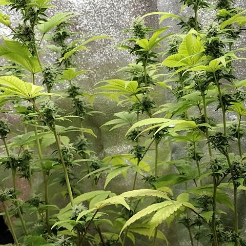 Laura growlog timeline photo