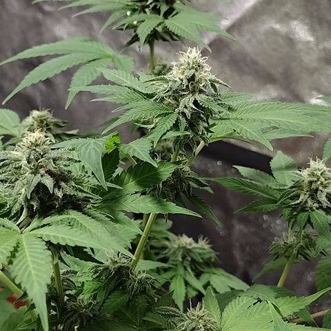 Laura growlog timeline photo