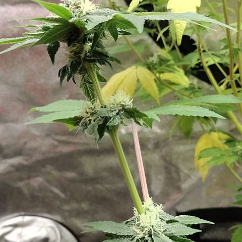 Laura growlog timeline photo