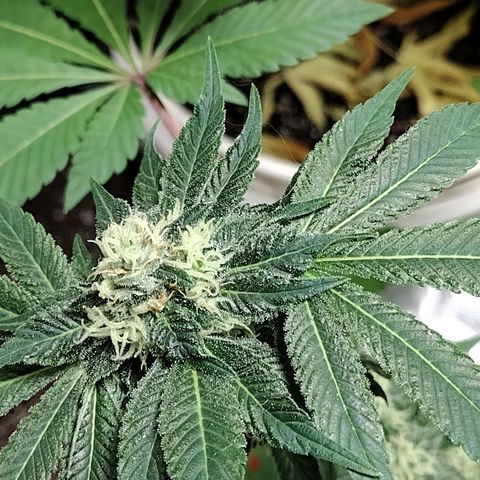 Laura growlog timeline photo