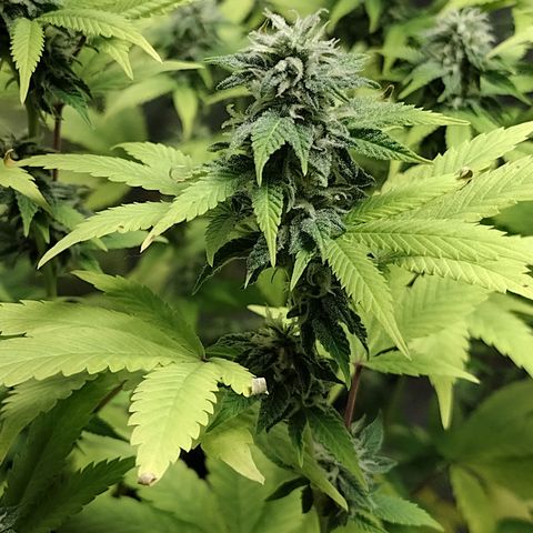 Laura growlog timeline photo
