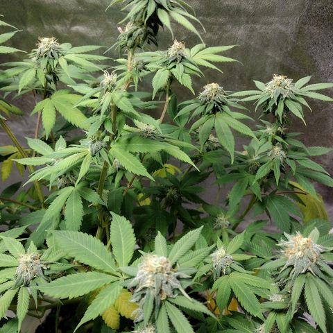 Laura growlog timeline photo