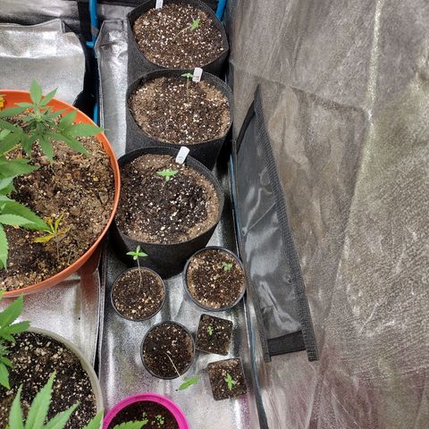 Laura growlog timeline photo