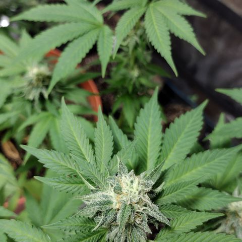 Laura growlog timeline photo