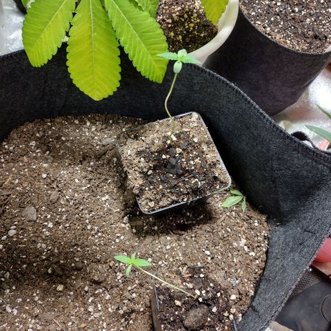 Laura growlog timeline photo