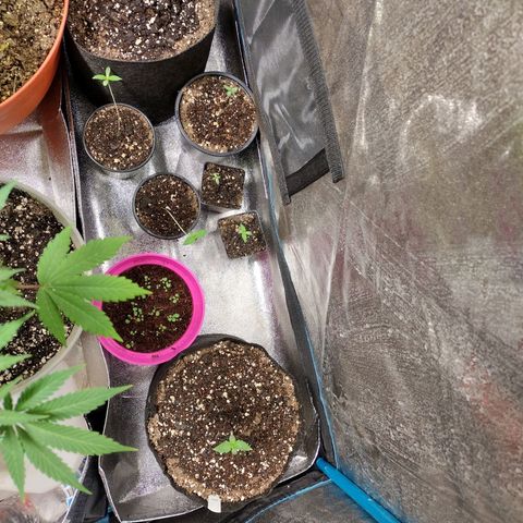 Laura growlog timeline photo