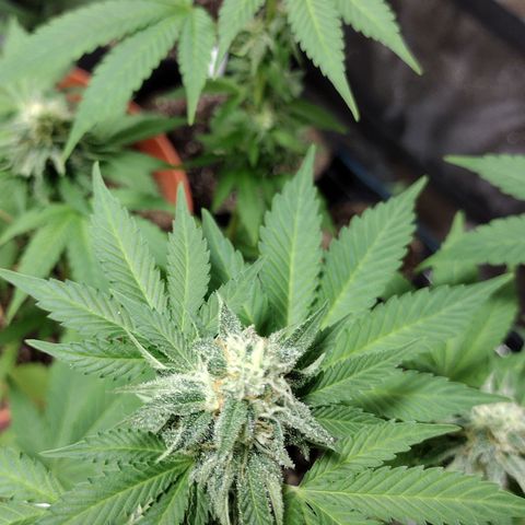 Laura growlog timeline photo