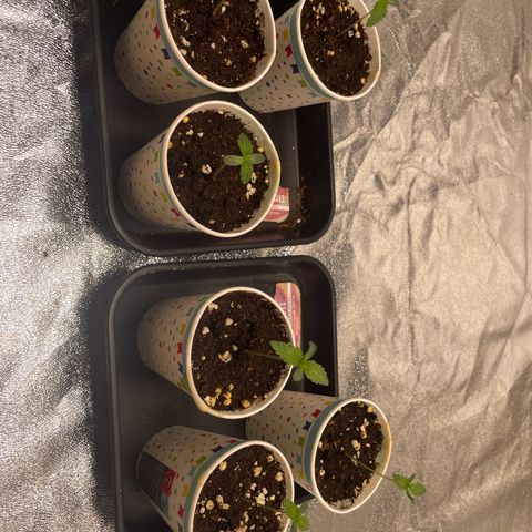 3 x Jelly Donutz + 3 x Strawberry Cheesecake growlog photo: 5 doing well. 1 cheesecake only has 1 cotyledon so that’s the main candidate to be thrown out. Will decide when I do first transplant in a few days 