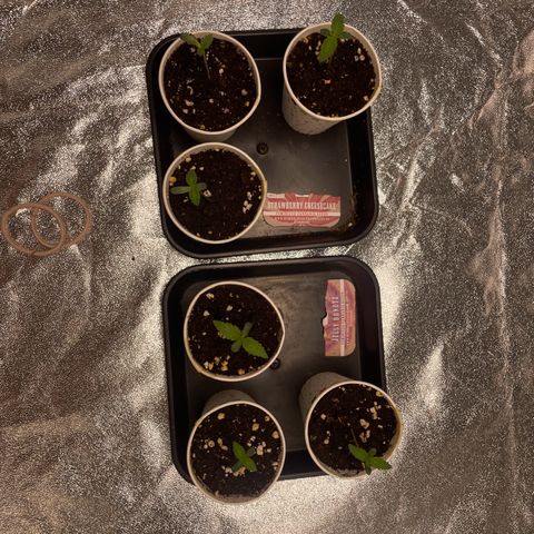 3 x Jelly Donutz + 3 x Strawberry Cheesecake growlog photo: 5 doing well. 1 cheesecake only has 1 cotyledon so that’s the main candidate to be thrown out. Will decide when I do first transplant in a few days 