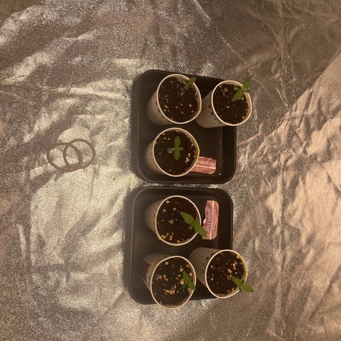 3 x Jelly Donutz + 3 x Strawberry Cheesecake growlog timeline photo