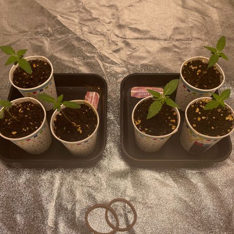 3 x Jelly Donutz + 3 x Strawberry Cheesecake growlog photo: Considering transplanting the biggest 3 later today. 1 is getting binned and the other 2 I’ll wait another couple of days 