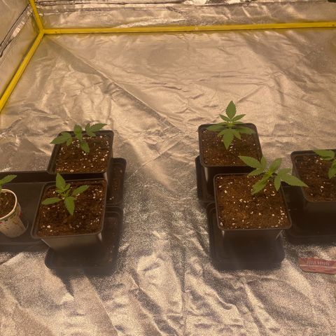 3 x Jelly Donutz + 3 x Strawberry Cheesecake growlog photo: I’ve transplanted 5 of them over the last 3 days. I didn’t bother with the 3rd cheesecake because it’s deformed as previously mentioned. I’ll throw that one but the other 5 looking good. In another 7-10 days I’ll transplant again into their final 11L pots. I’m still using light mix with root juice and heaven. Will switch to all mix with the next transplant 