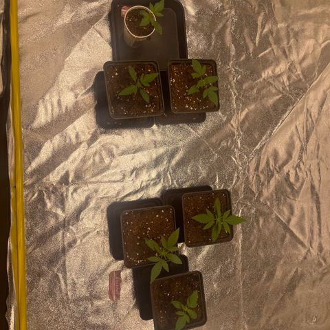 3 x Jelly Donutz + 3 x Strawberry Cheesecake growlog photo: I’ve transplanted 5 of them over the last 3 days. I didn’t bother with the 3rd cheesecake because it’s deformed as previously mentioned. I’ll throw that one but the other 5 looking good. In another 7-10 days I’ll transplant again into their final 11L pots. I’m still using light mix with root juice and heaven. Will switch to all mix with the next transplant 