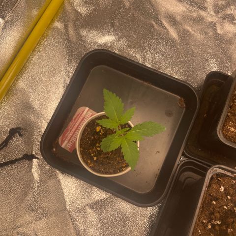 3 x Jelly Donutz + 3 x Strawberry Cheesecake growlog photo: I’ve transplanted 5 of them over the last 3 days. I didn’t bother with the 3rd cheesecake because it’s deformed as previously mentioned. I’ll throw that one but the other 5 looking good. In another 7-10 days I’ll transplant again into their final 11L pots. I’m still using light mix with root juice and heaven. Will switch to all mix with the next transplant 