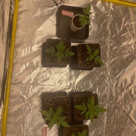 3 x Jelly Donutz + 3 x Strawberry Cheesecake growlog photo: Seem to be doing well since the transplant