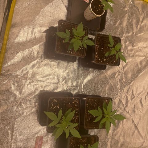 3 x Jelly Donutz + 3 x Strawberry Cheesecake growlog photo: Seem to be doing well since the transplant