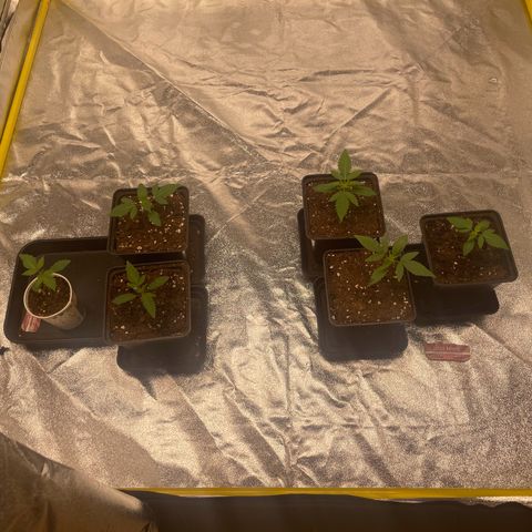 3 x Jelly Donutz + 3 x Strawberry Cheesecake growlog timeline photo