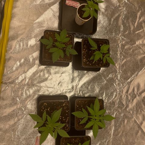 3 x Jelly Donutz + 3 x Strawberry Cheesecake growlog timeline photo