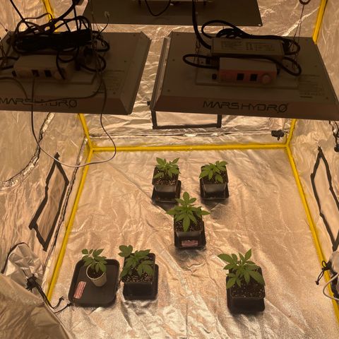 3 x Jelly Donutz + 3 x Strawberry Cheesecake growlog photo: 3 weeks old tomorrow. They’ve just been fed properly for the first time. I’ll be transplanting into their final pots in no time at all - it’s Tuesday today so maybe even at the weekend 