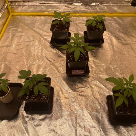 3 x Jelly Donutz + 3 x Strawberry Cheesecake growlog photo: 3 weeks old tomorrow. They’ve just been fed properly for the first time. I’ll be transplanting into their final pots in no time at all - it’s Tuesday today so maybe even at the weekend 