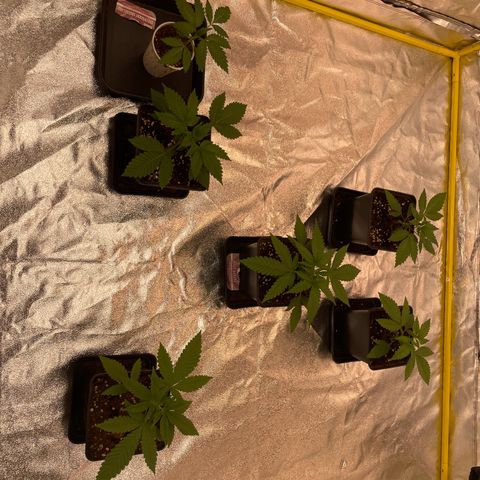 3 x Jelly Donutz + 3 x Strawberry Cheesecake growlog timeline photo
