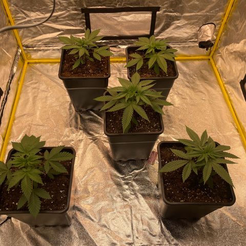 3 x Jelly Donutz + 3 x Strawberry Cheesecake growlog photo: All 5 transplanted into 11L pots over last 3 days. Seem to be doing well but I expect no growth for a few days now. Tomorrow I will set up the water system and give them water with root juice. I won’t give fish mix or other fertiliser for a week or so - maybe more as I’m now using all mix. 