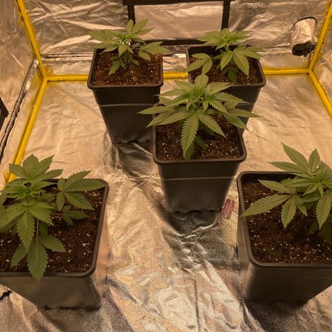 3 x Jelly Donutz + 3 x Strawberry Cheesecake growlog photo: All 5 transplanted into 11L pots over last 3 days. Seem to be doing well but I expect no growth for a few days now. Tomorrow I will set up the water system and give them water with root juice. I won’t give fish mix or other fertiliser for a week or so - maybe more as I’m now using all mix. 