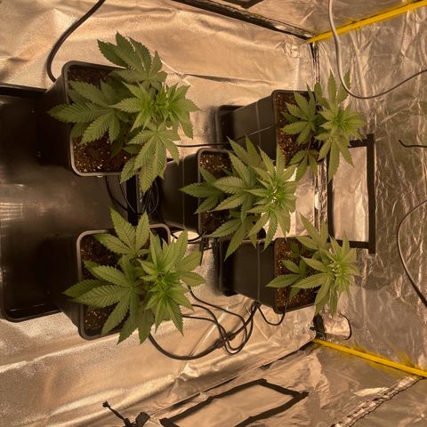 3 x Jelly Donutz + 3 x Strawberry Cheesecake growlog timeline photo