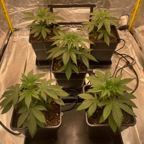 3 x Jelly Donutz + 3 x Strawberry Cheesecake growlog timeline photo