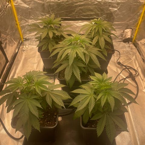 3 x Jelly Donutz + 3 x Strawberry Cheesecake growlog timeline photo