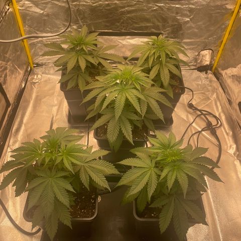 3 x Jelly Donutz + 3 x Strawberry Cheesecake growlog timeline photo