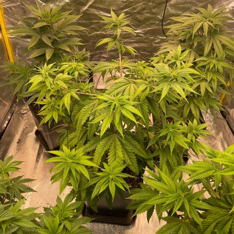 3 x Jelly Donutz + 3 x Strawberry Cheesecake growlog timeline photo