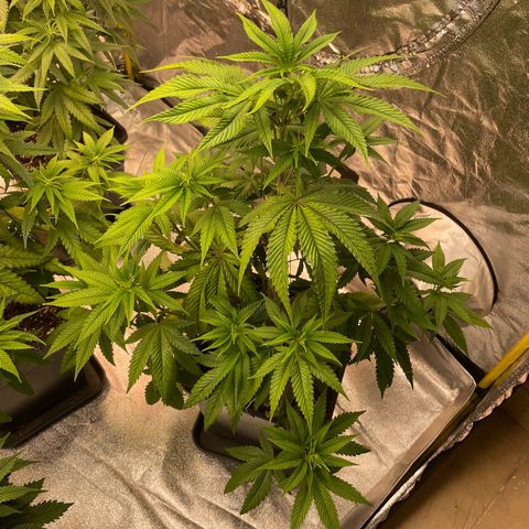 3 x Jelly Donutz + 3 x Strawberry Cheesecake growlog timeline photo