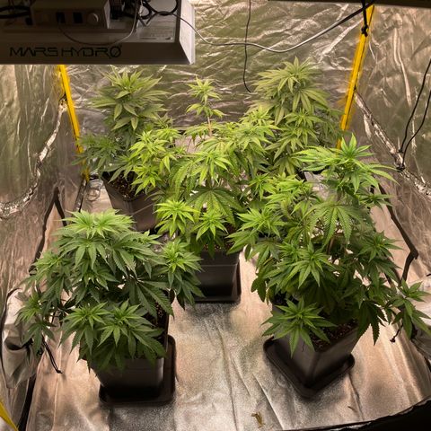 3 x Jelly Donutz + 3 x Strawberry Cheesecake growlog timeline photo
