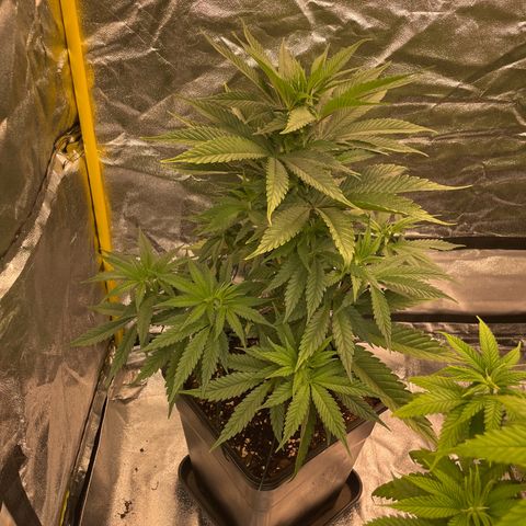 3 x Jelly Donutz + 3 x Strawberry Cheesecake growlog timeline photo