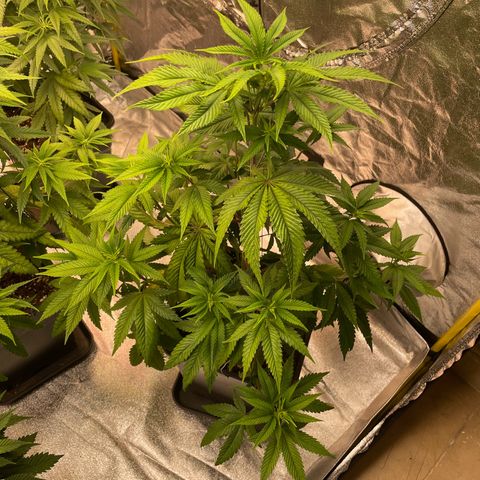3 x Jelly Donutz + 3 x Strawberry Cheesecake growlog timeline photo